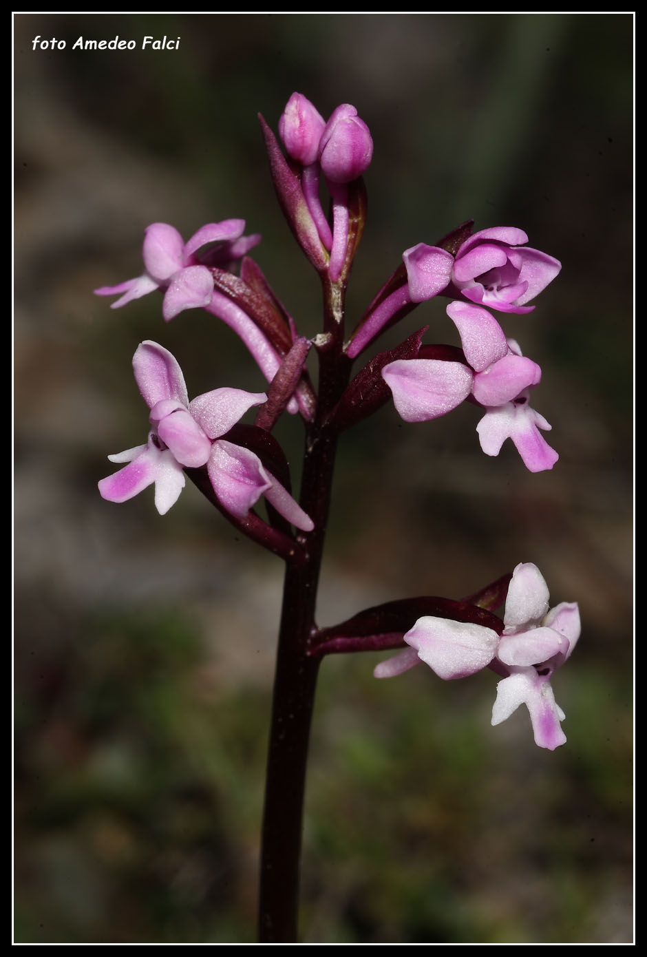 ORCHIDEE DI SICILIA: Orchis brancifortii Bivona Bernardi